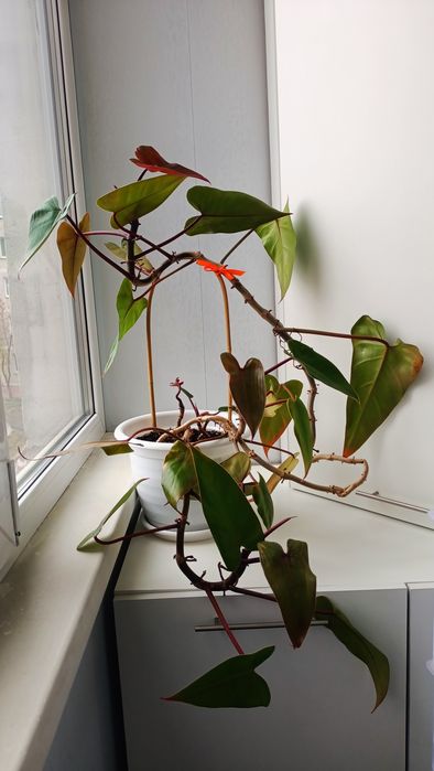 Филодендрон Красноватый