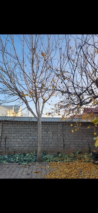 Дерево ореховое.