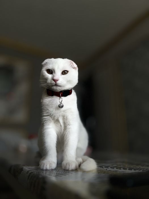 Skotush Fold sotiladi