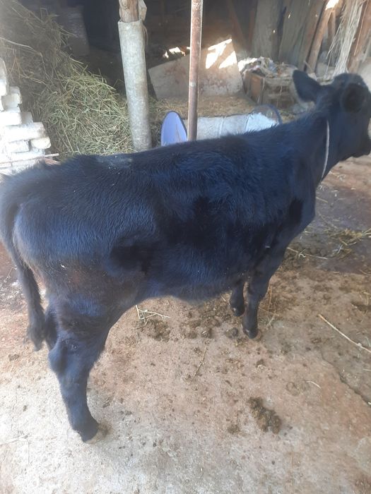 Ona bacha sigirlar sotiladi