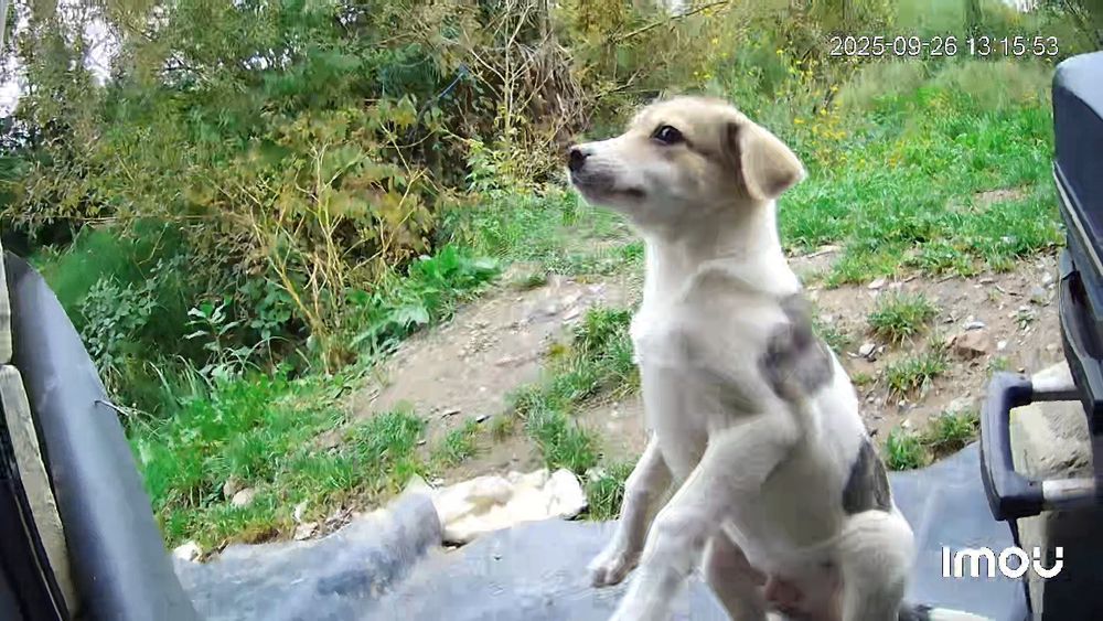 Donez un cățeluș.
