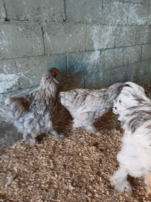 Vand gaini si cocosi brahma!