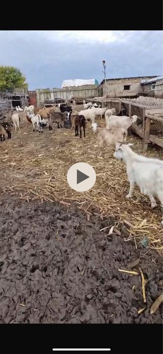 Vand capre 25 bucati. pret 350 lei/buc negociabil