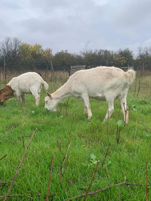 O capra saanen raspa pura