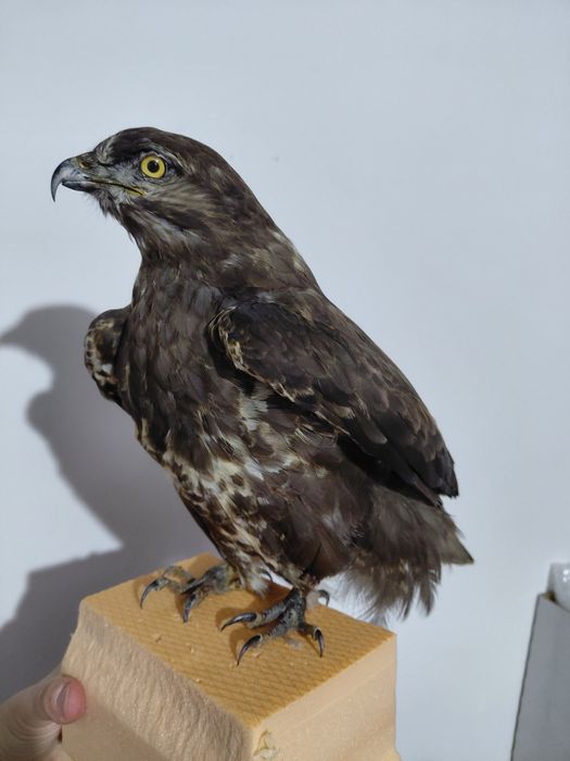 Uliu impaiat, taxidermie U2