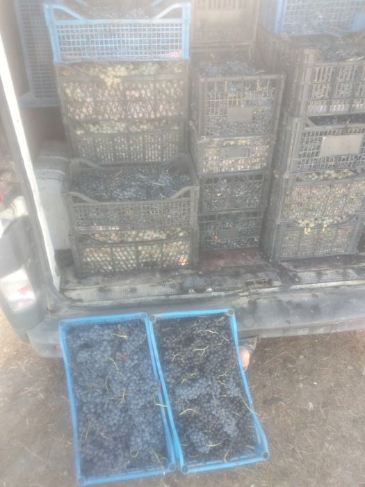 Vind struguri de vin 2.5 lei kg.