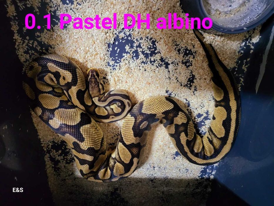 BALL PYTHON - Pastel DH Albino - (0.1-женски).