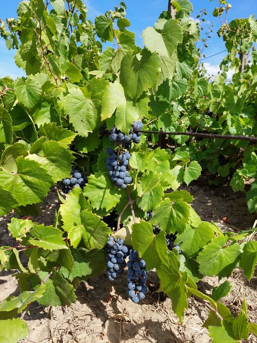Vand struguri pentru vin