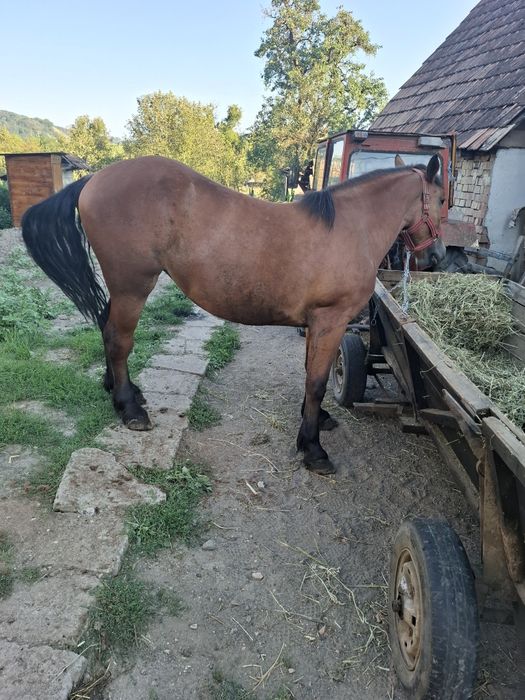 Vând mânză de 3 ani