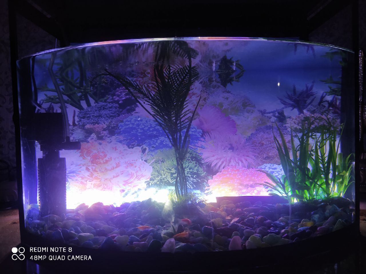 Akvarium, aquarium