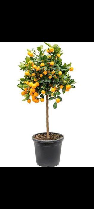 Лимоны Мандарины комнатные растения