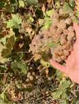 Struguri de vin de vanzare