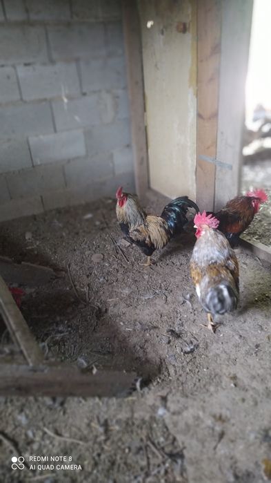 Продам петухов домашних