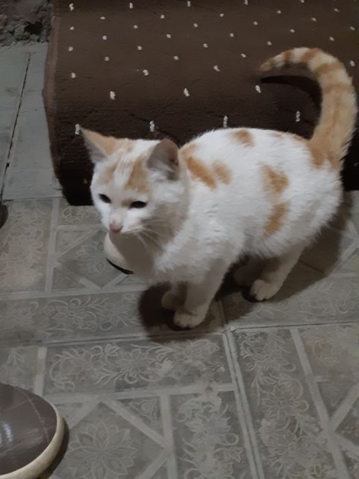 Бесплатний кошка