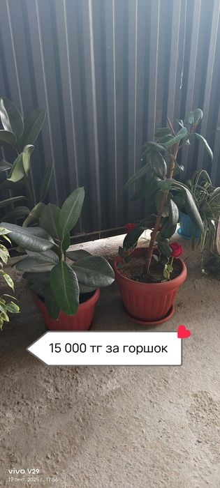 Продам комнатные цветы — большой выбор, все ухожены и готовы радовать