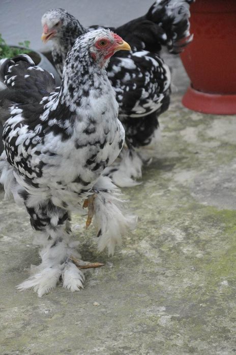 Продаются куры Брама