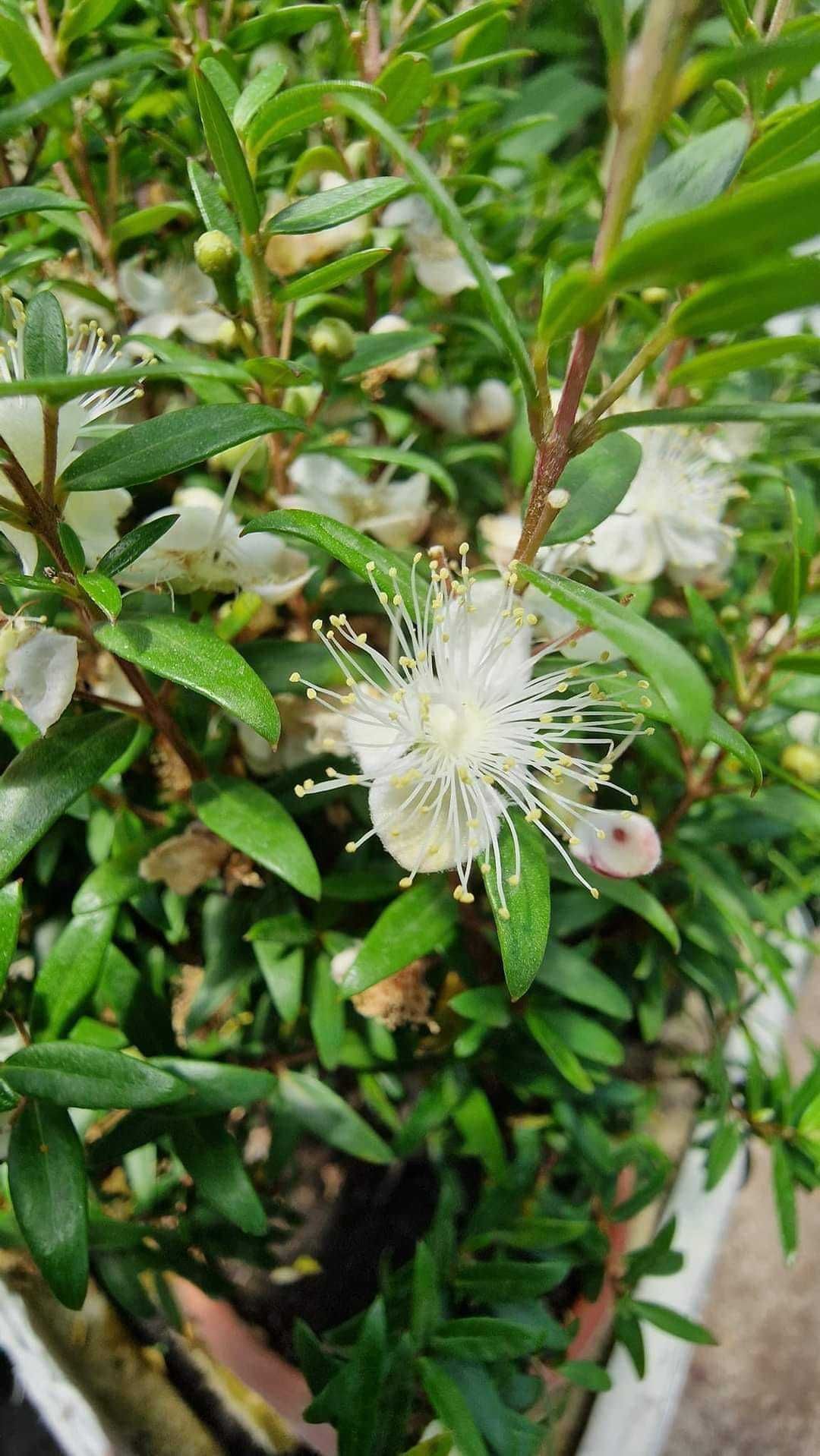 Мирта / Myrtus Communis