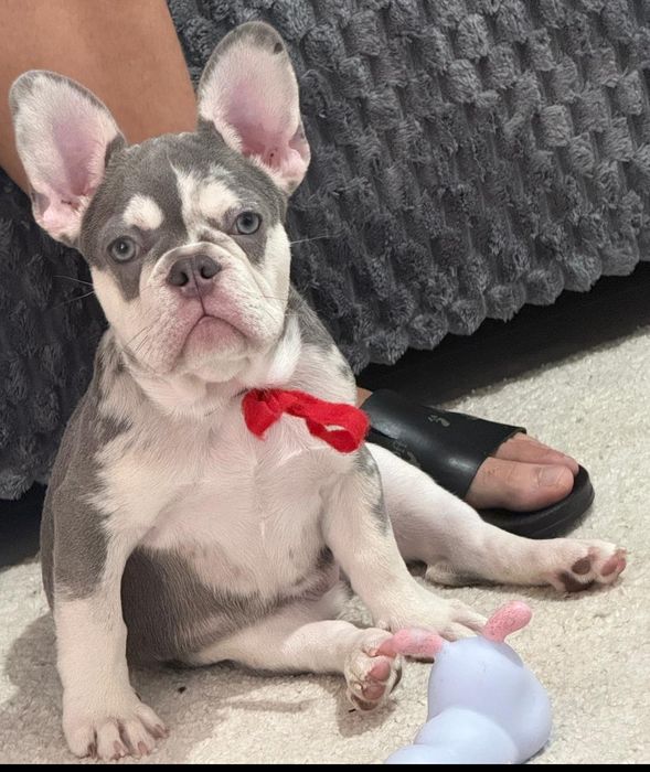 Canisa mea vinde mascul buldog frrancez