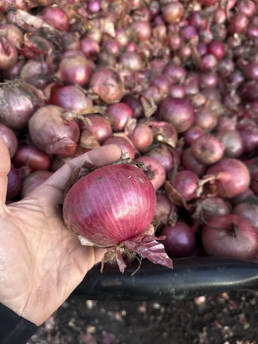 Cepa rosie calibru 45+