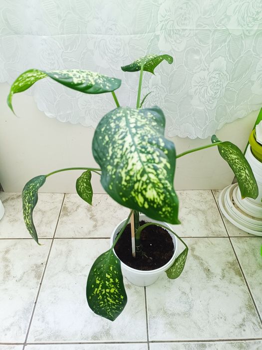 Трилистник, Индрише, Дифенбахия, Бегония, Бенджамин, Епипремнум