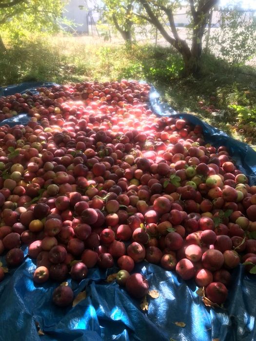 Продаю яблоки, сорт американка