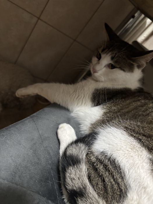 Pisicuta spre adoptie blanda