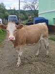 Juninci gestante