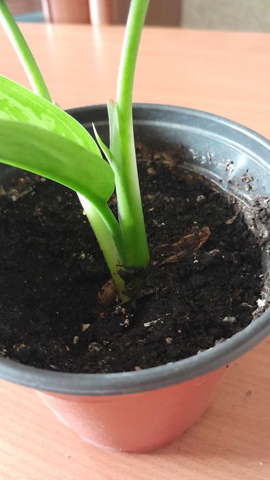 Обмен на другие комнатные цветы