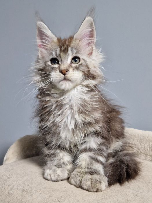 Котята Мейн кун полидакт