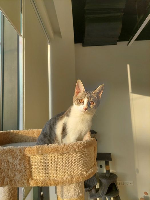 Котенок девочка Ташкент вакцинирована