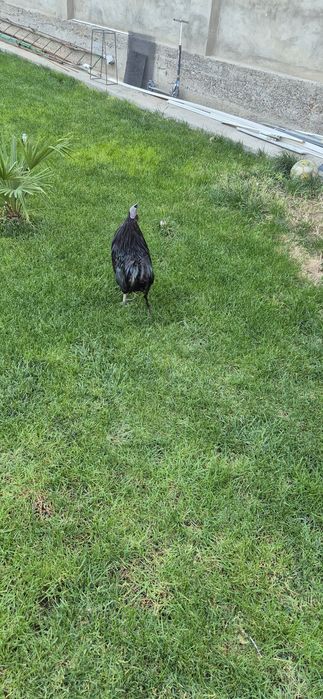 Qara shaxzoda xoroz sotaman