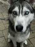 Donez câine Husky