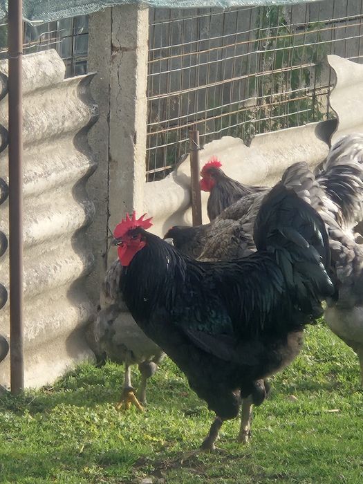 Cocosi Jersey Gigant