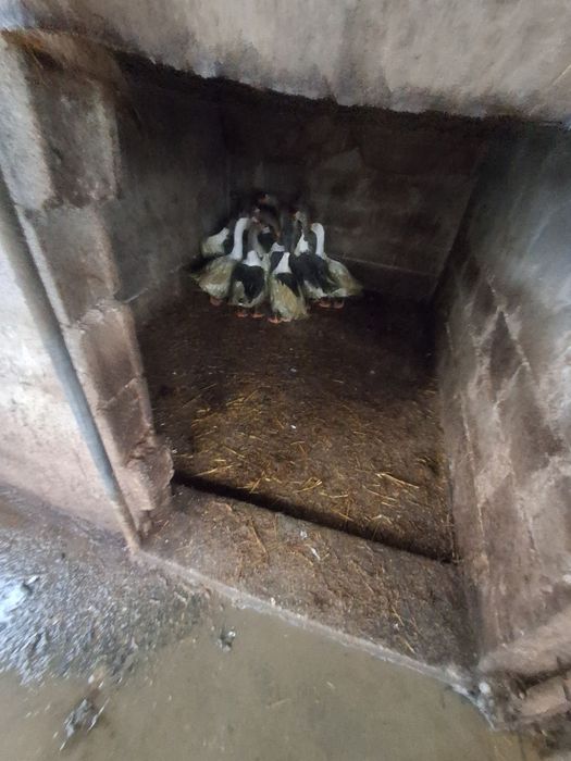 Gaste românești 12 buc 120 de lei pe bucata