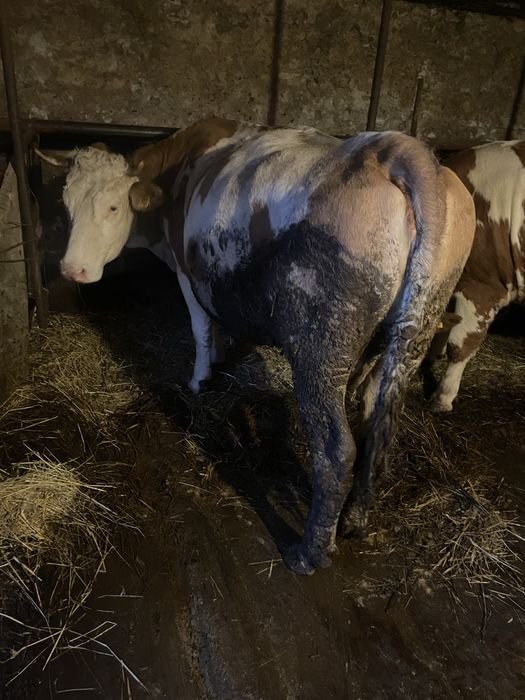 Vaca baltata de 5 ani