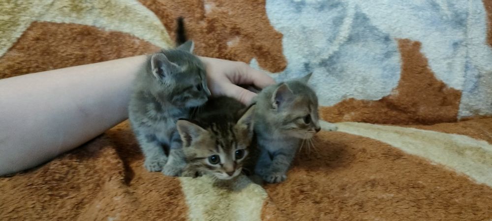 Отдам котят в хорошие руки!