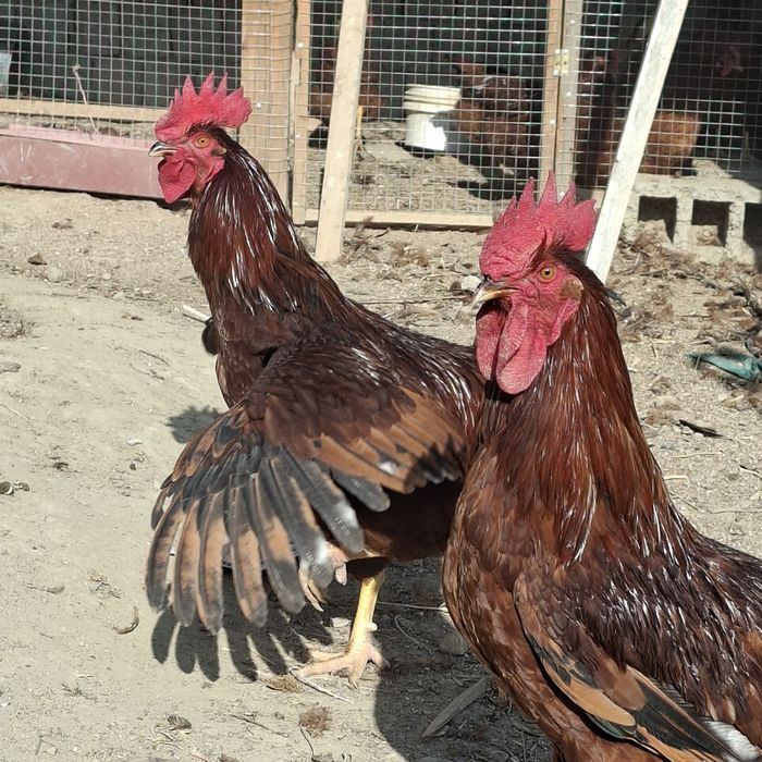 Xuroz sotaman.   Куры петухи