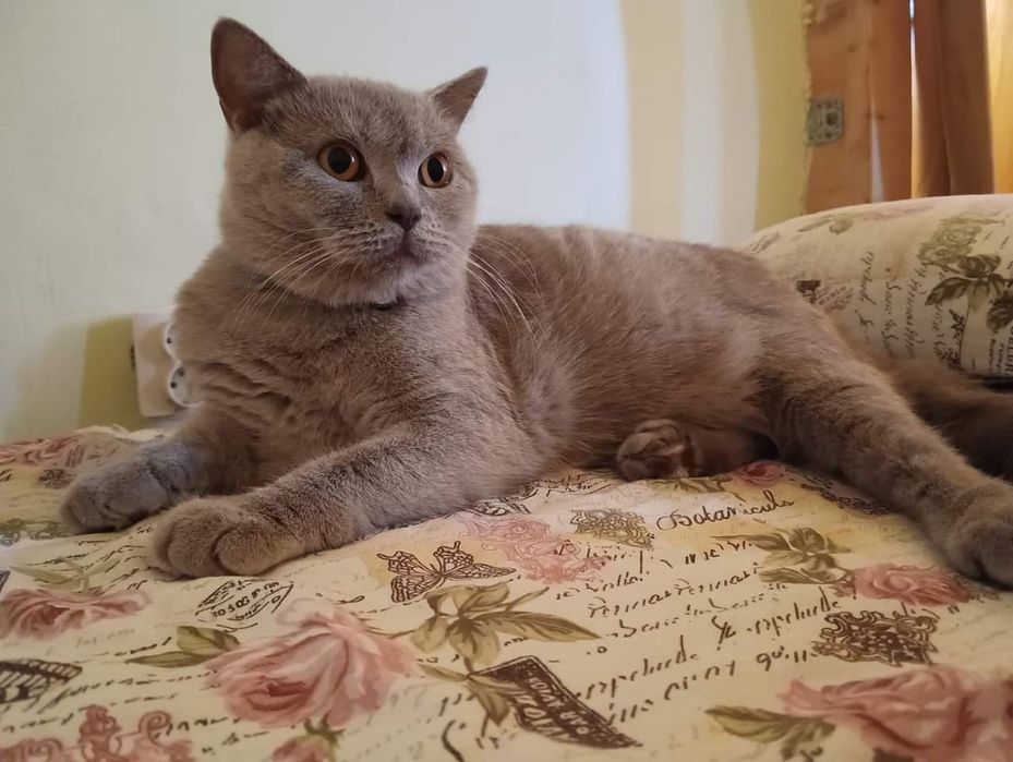 Сини британски и шотландски клепоухи котенца