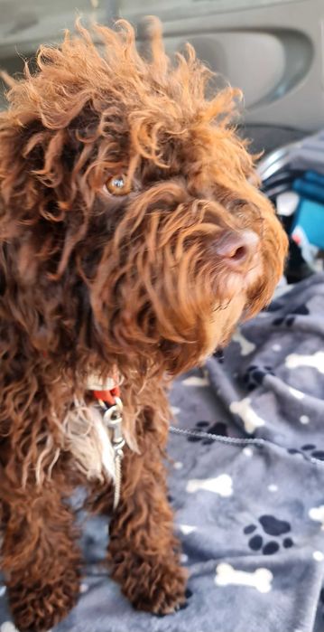 Лагото Романьоло - The Best breed ever