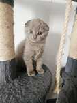 Motanel Scottish Fold