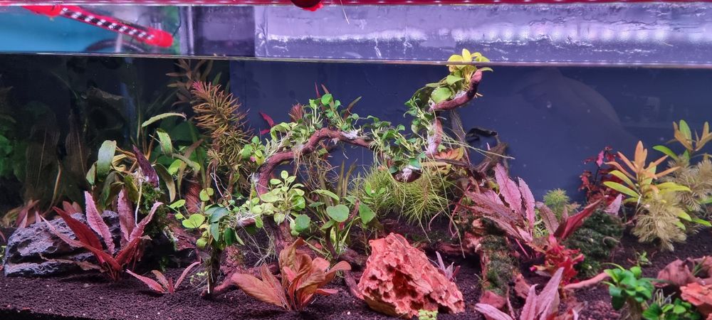 Urgent plante acvariu ,filtre ,lampe Chihiros..etc