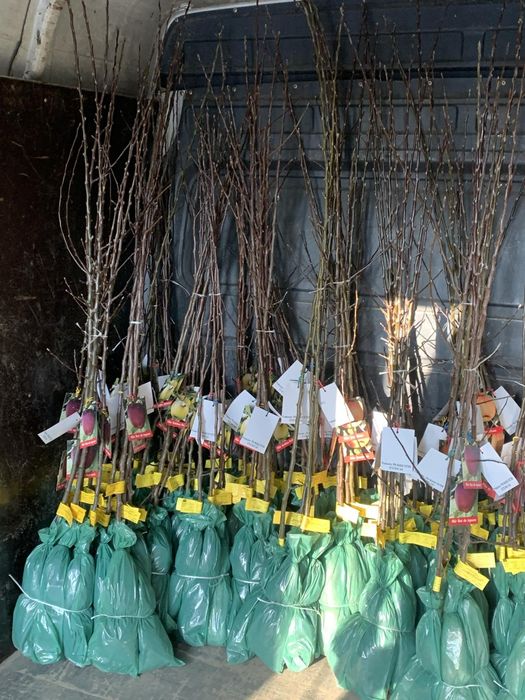 Pomi si vita de vie ambalata pe comanda