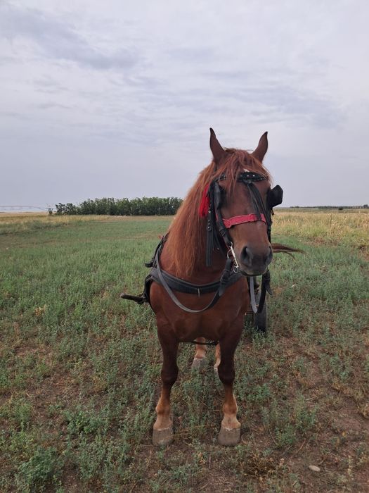 iapa de 6 ani de vanzare tinuta mai mult de frumusete