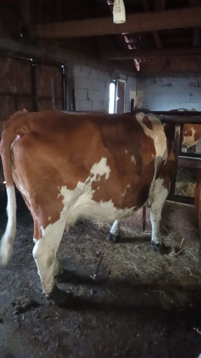 Vând vaca bălțată românească