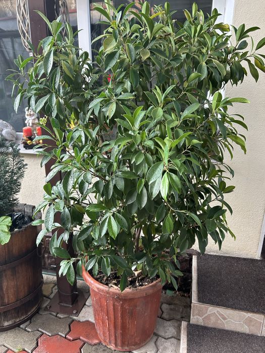 Planta mare birou sau spatiu inchis crescuta de mine cu drag dar nu ma