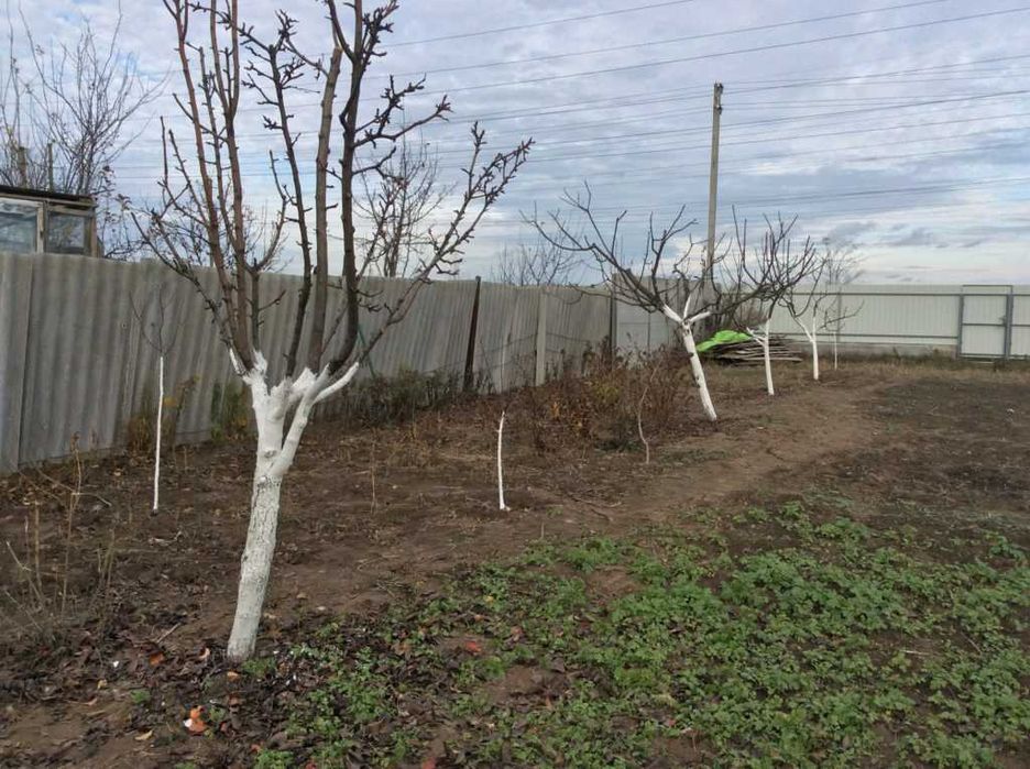Обрезка плодовых деревьев