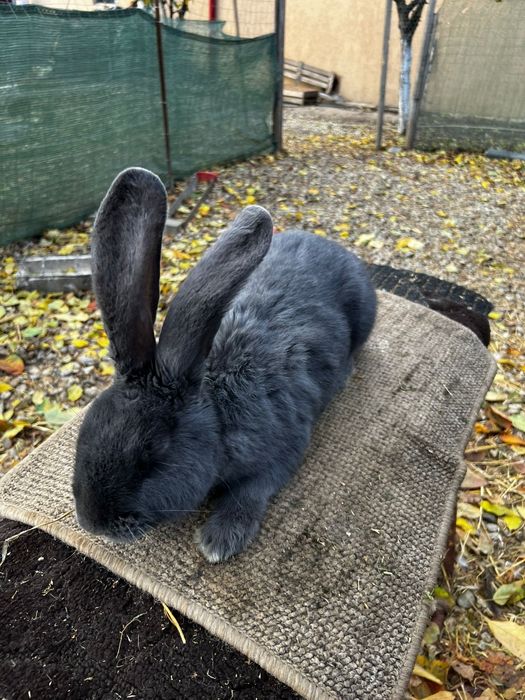 Mascul Fluture German Janet albastru