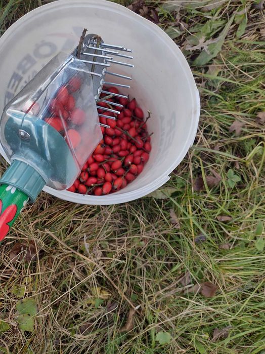 Pieptene de cules măceșe (piaptan maciese)