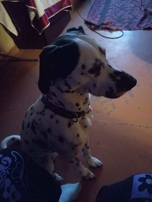 Продаю собаку за 10.000 ТГ звонить по номеру .