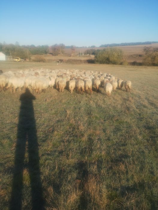 Oi și berbeci reformă